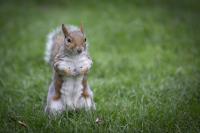 Squirrel Surveys St James Park�